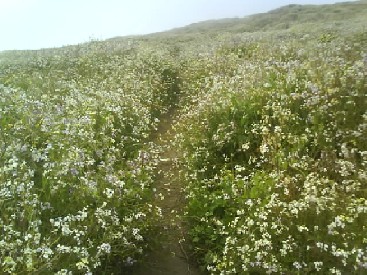 261 Flowers on Tamales Point Trail 2nd Jun.jpg